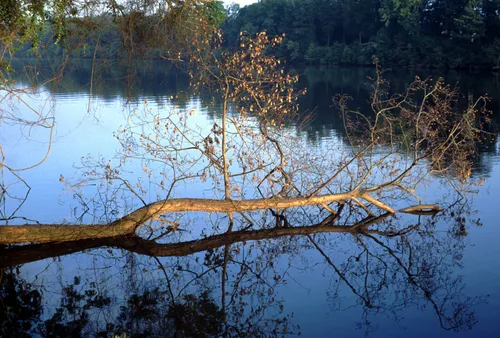 A fallen tree branch stretches across the calm waters of Black Warrior River