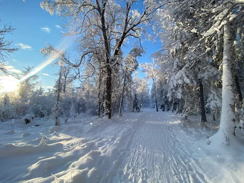 Snow-covered trees line a trail through the park in winter