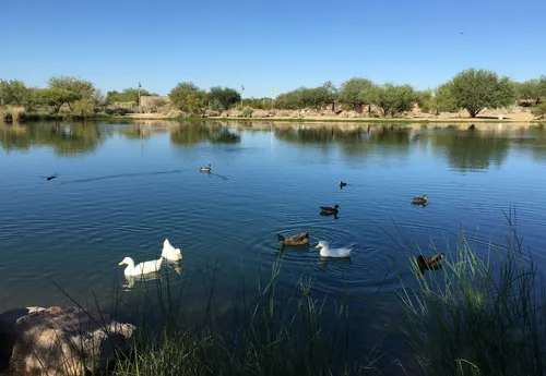 Ducks and waterfowl enjoying the lake's calm waters