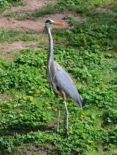 A great blue heron stands in the green ground cover near the park's lake