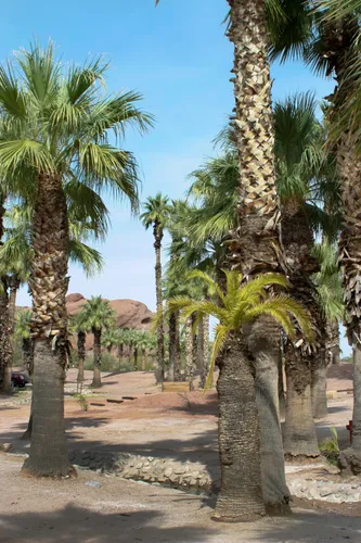 Scattered palms in the park's desert landscape