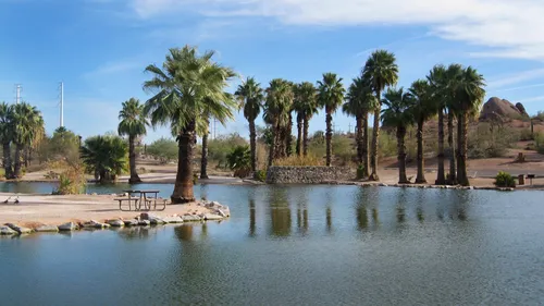 Calm water and palm trees
