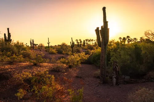 Saguaro cactus silhouetted against the setting sun