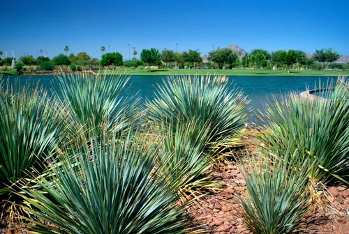 Blue agave plants add southwestern character near the water