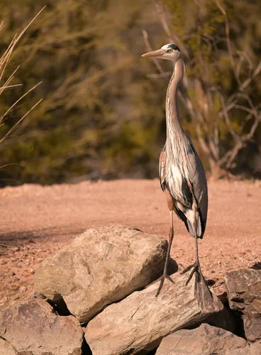 A great blue heron perches on rocks near the park's pond