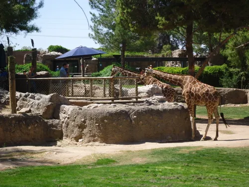 Giraffes roaming their spacious habitat at Reid Park Zoo