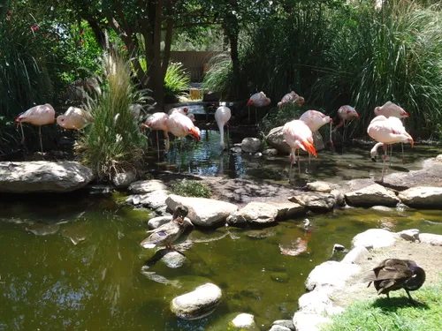 Pink flamingos in a pond at Reid Park Zoo