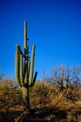 Towering saguaro cactus stands against clear blue desert sky