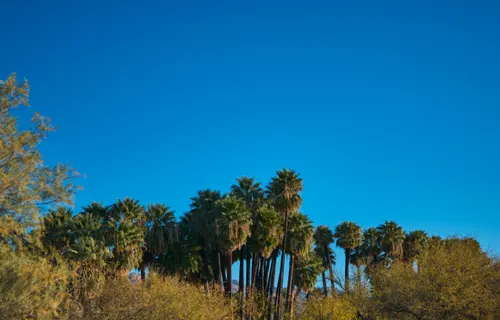 Palm trees create an oasis-like scene in the park