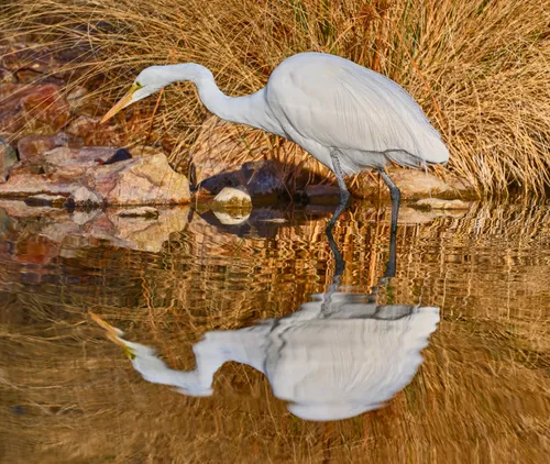 White egret wades in the calm waters of the park's lake