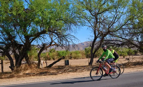 Cyclists enjoying the scenic desert landscape under mesquite trees