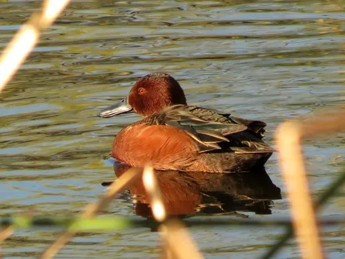 A cinnamon teal floats among the reeds at Sweetwater Wetlands