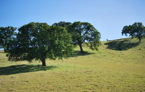 Oak trees shade the gently rolling grasslands near the trailhead area