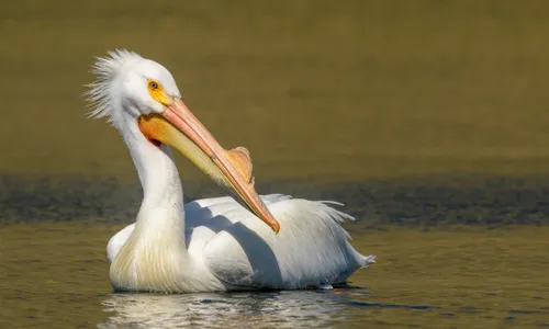 A white pelican rests on the calm waters of Contra Loma Reservoir