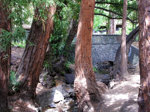 Ancient tree trunks towering beside the stone bridge
