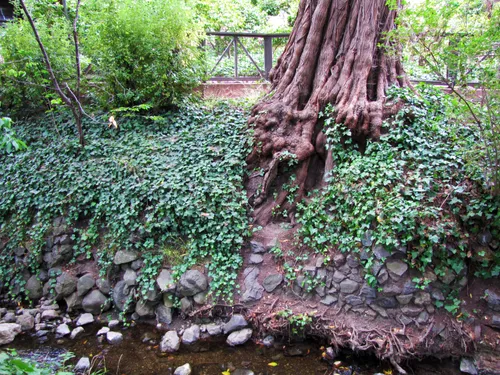 Ivy-covered embankment surrounds the base of a massive tree