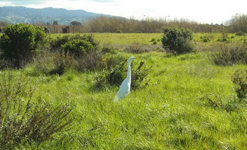 Crane in a vibrant green meadow
