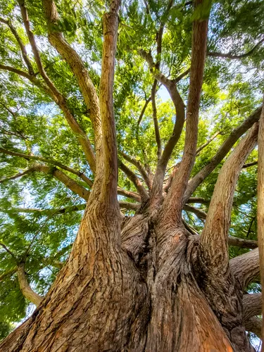 An ancient dawn redwood spreads its massive branches skyward