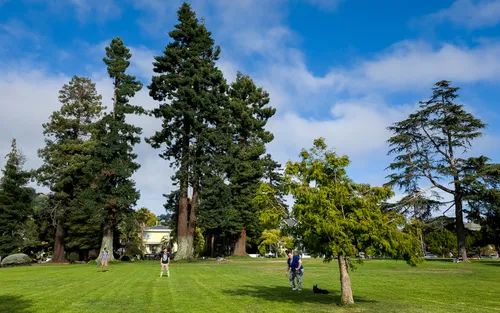 Towering trees create natural shade across the grassy lawn