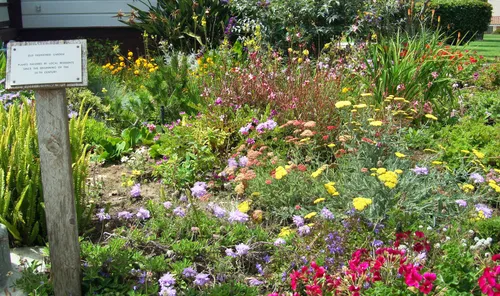 Summer wildflowers bloom in the Old Fashioned Garden