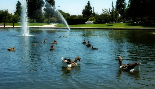 Ducks swimming in the park's south pond