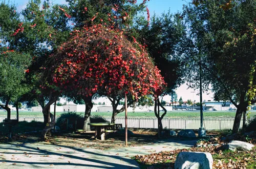 Trees cast long shadows on this sunny afternoon, with San Gabriel Valley Airport visible behind