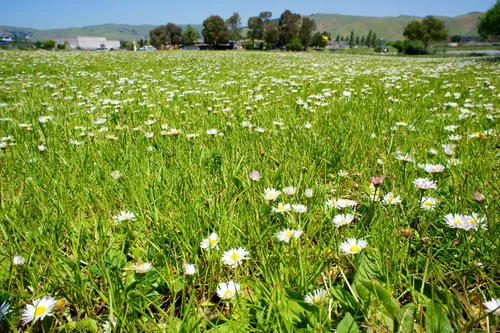 Field of white wildflowers blooming among green grass