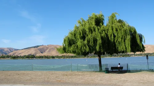 Lone willow tree standing beside Lake Elizabeth's waters