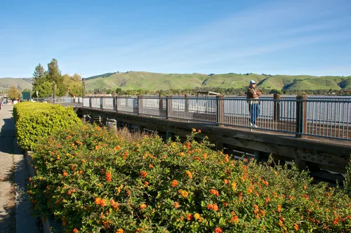 Wooden observation deck next to lakeside plantings