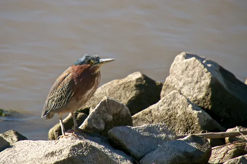 Green Heron perched on rocks at the water's edge
