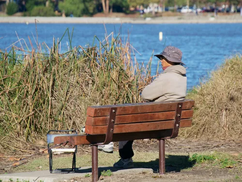 Wooden bench provides a quiet spot for lake viewing among tall reeds