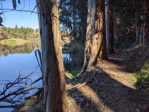 A dirt trail winds along the shoreline between tall eucalyptus trees
