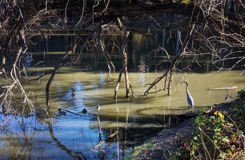 A heron stands in the shallow waters of Don Castro Reservoir among bare winter branches
