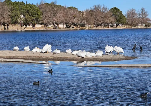 White birds gather on a small peninsula at Hesperia Lake's west shore