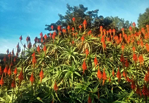 Red aloe vera flowers bloom brilliantly against green foliage