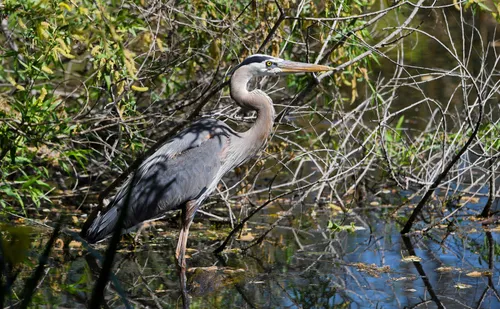 A great blue heron perches near the edge of South Lake