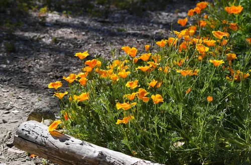 California poppies bloom along a sunny stretch of the park