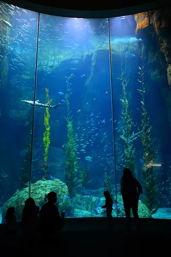Underwater viewing area inside the Aquarium of the Pacific