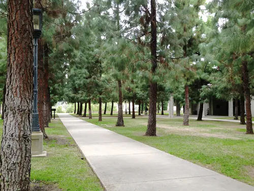 The park features rows of tightly planted pine trees