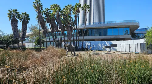 Tall grasses and palm trees with the Los Angeles County Museum of Art behind