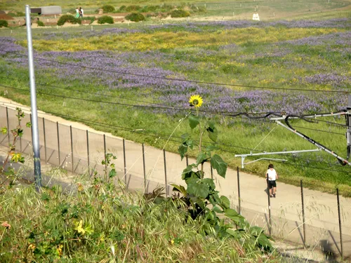 Flowers fields and meadows as seen from N Broadway