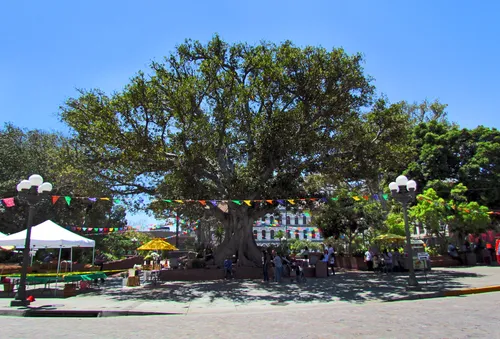 A large tree shades the plaza with vendors and visitors gathered beneath