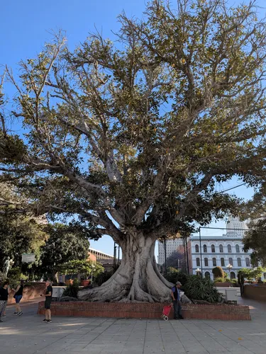 A sprawling old tree anchors the plaza, its broad canopy filling the frame