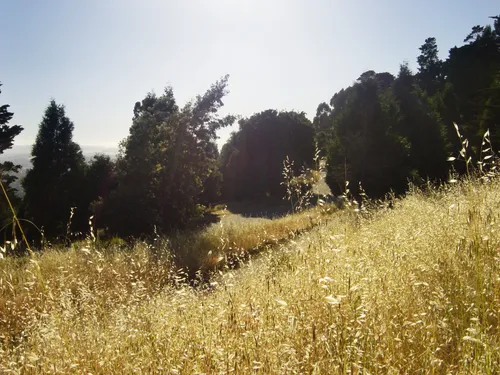 The park has vast forested sections and meadows