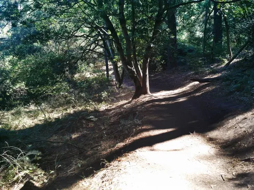 Shaded dirt path in the park's wooded area