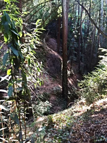 Many trails lead through the dense forest sections
