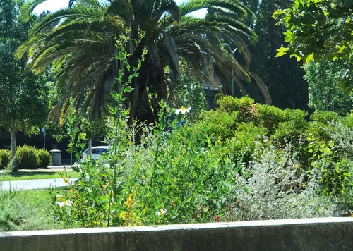 Lush palm trees and vibrant garden plantings create a tropical atmosphere