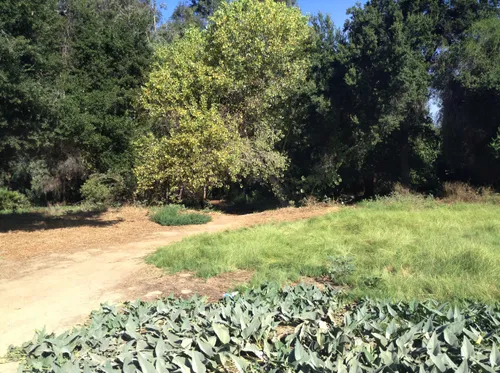 Wild vegetation and dirt path leading through the park
