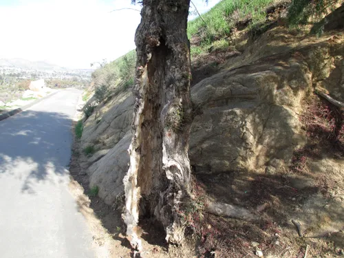 Rugged rock formations and tree trunks frame the pathway