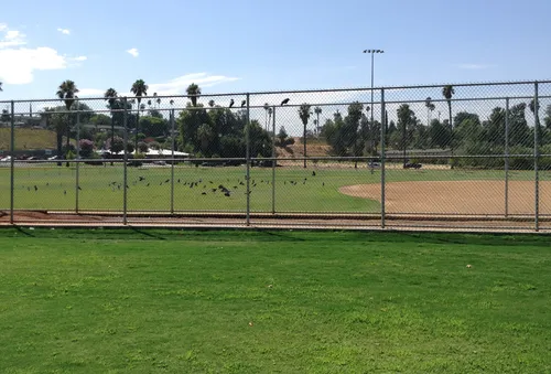 Baseball diamond with outfield fence and palm trees in background